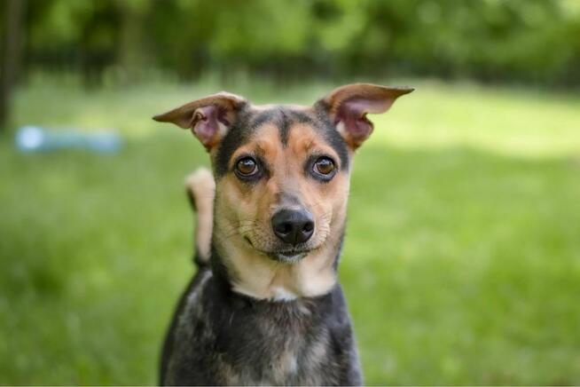 Fredzia-porzicona suczka, czy wreszcie znajdzie dom? Adopcja