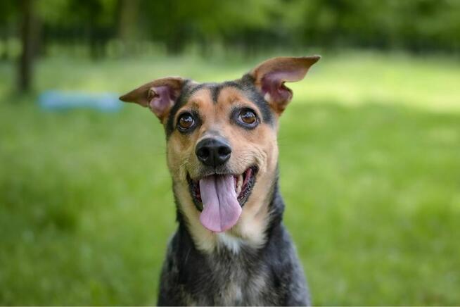 Fredzia-porzicona suczka, czy wreszcie znajdzie dom? Adopcja