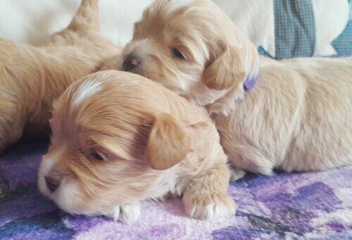 Maltipoo F1-sunie biszkoptowe, badania genetyczne od 2 sierpn