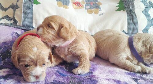 Maltipoo F1-sunie biszkoptowe, badania genetyczne od 2 sierpn