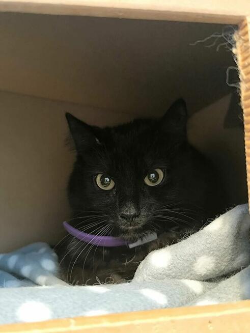 Paproszka delikatna koteńka szuka domu