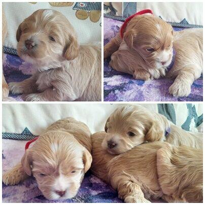 Maltipoo F1-sunie biszkoptowe, badania genetyczne od 2 sierpn