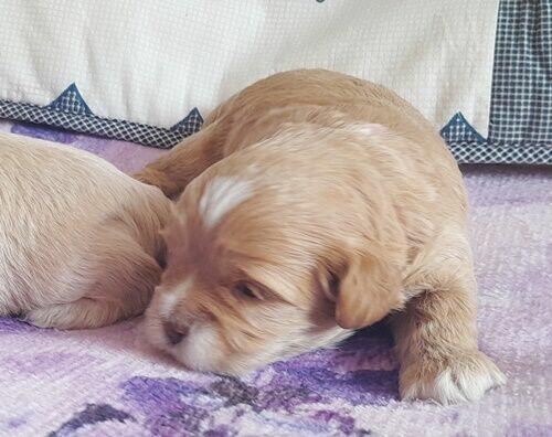 Maltipoo F1-sunie biszkoptowe, badania genetyczne od 2 sierpn