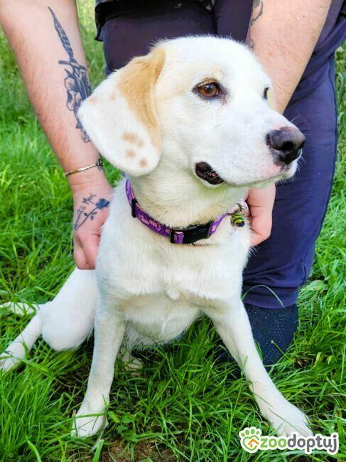 BEZA - piękny, delikatna sunia szuka domu