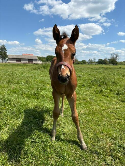 Źrebak, źrebica, odsadek, klaczka, rasowa