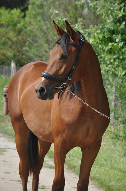 Młoda klacz, przyszłościowa