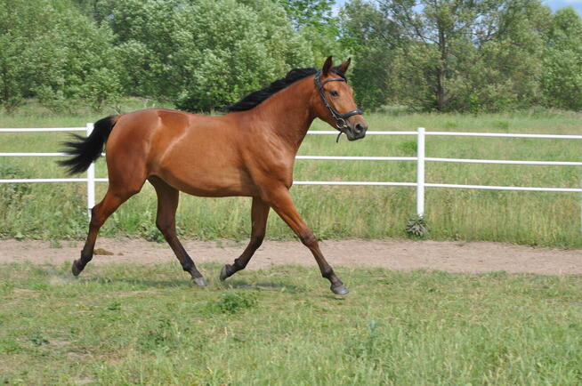 Młoda klacz, przyszłościowa