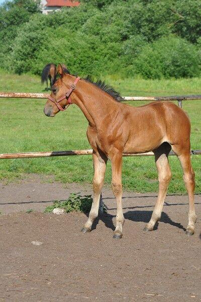 Źrebak, źrebica, odsadek, klaczka, rasowa