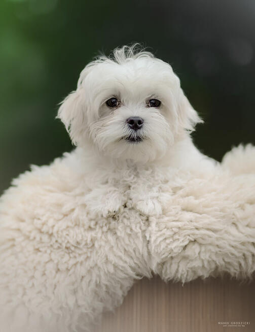 Maltancxyk piesek ZkwP FCI