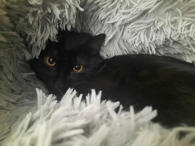 Paproszka delikatna koteńka szuka domu