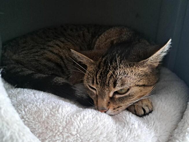 Leosia cudna koteńka