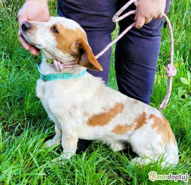 BINGO - piękny, wrażliwy mix basseta z beaglem szuka domu