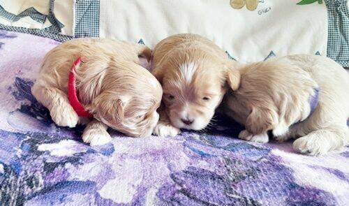 Maltipoo F1-sunie biszkoptowe, badania genetyczne od 2 sierpn