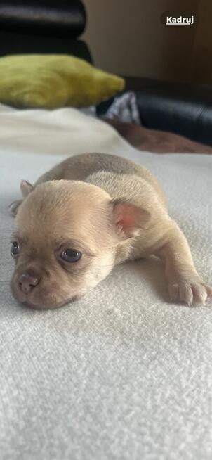 Chihuahua miniaturka