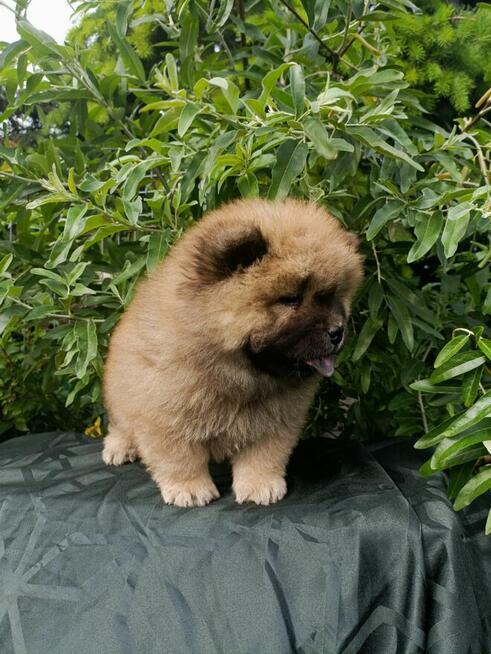 Wzorcowe Chow Chow piękny extrrier rodzice FCI