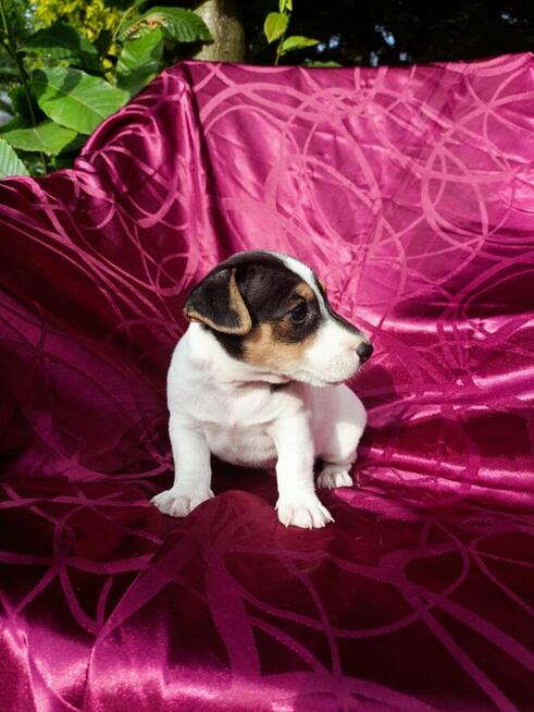 Jack Russell terrier tricolor gładki piękny exterrier rodzic