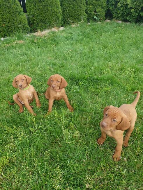 Wyżeł Węgierski Krótkowłosy szczeniaki Wyżły