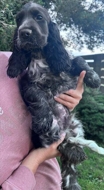 Cocker spaniel angielski