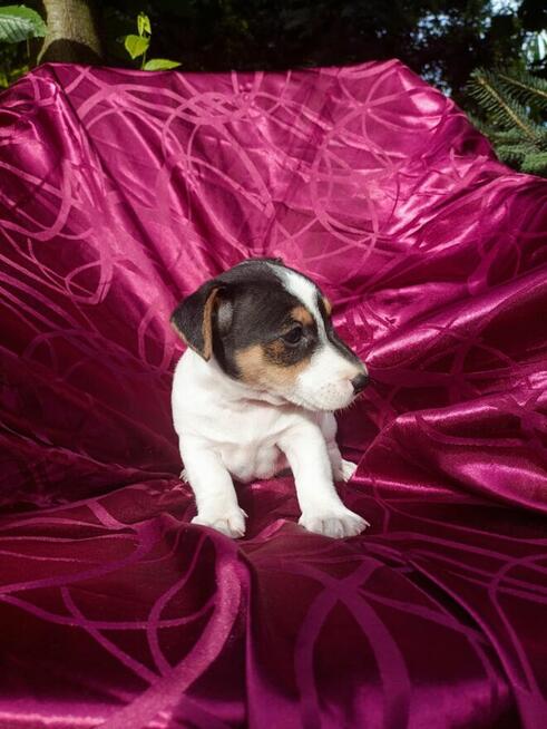 Jack Russell terrier tricolor gładki piękny exterrier rodzic