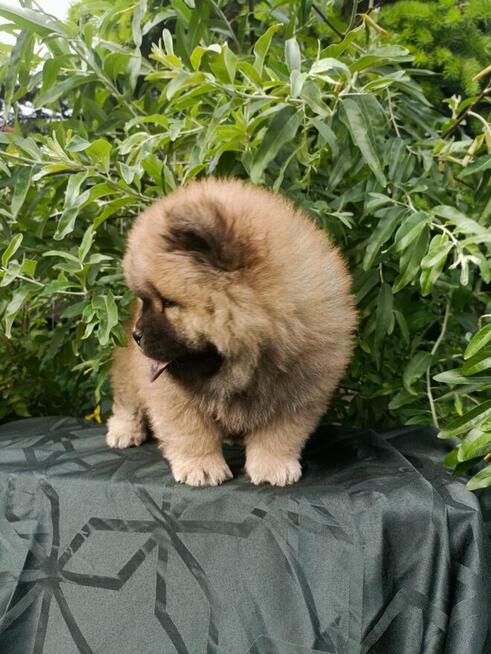 Wzorcowe Chow Chow piękny extrrier rodzice FCI