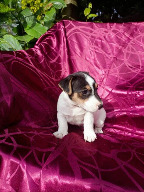 Jack Russell terrier tricolor gładki piękny exterrier rodzic