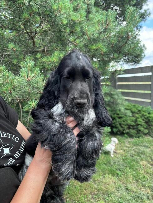 Cocker spaniel angielski