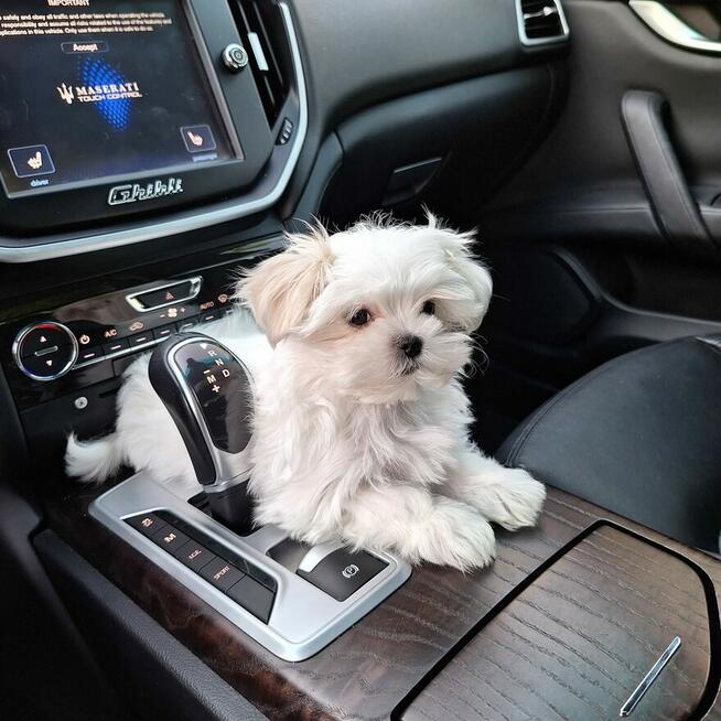 Maltaniczyki koreańskie