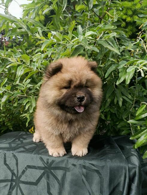 Wzorcowe Chow Chow piękny extrrier rodzice FCI
