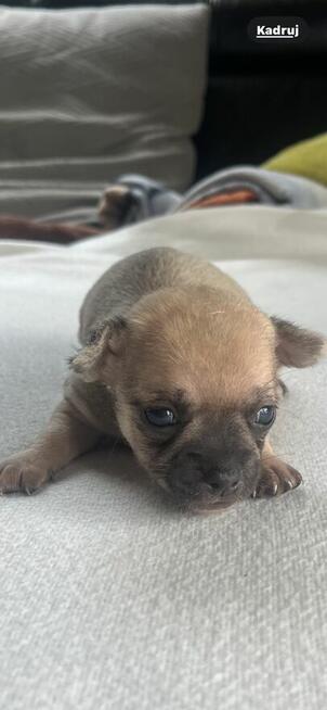 Chihuahua miniaturka