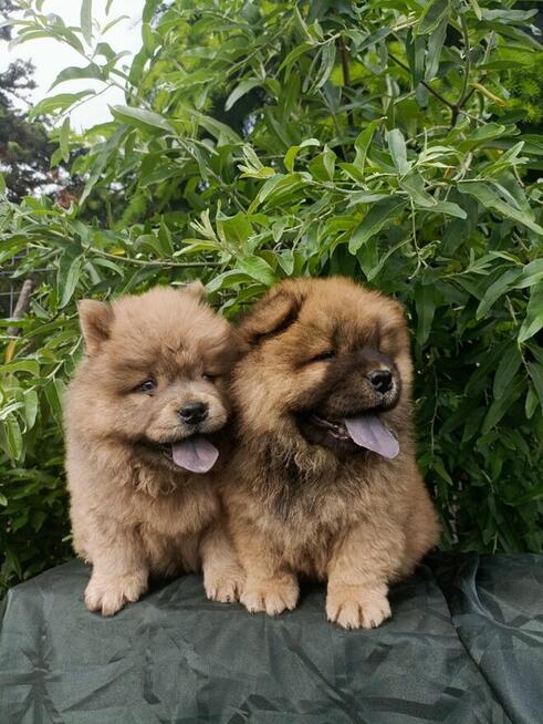 Wzorcowe Chow Chow piękny extrrier rodzice FCI