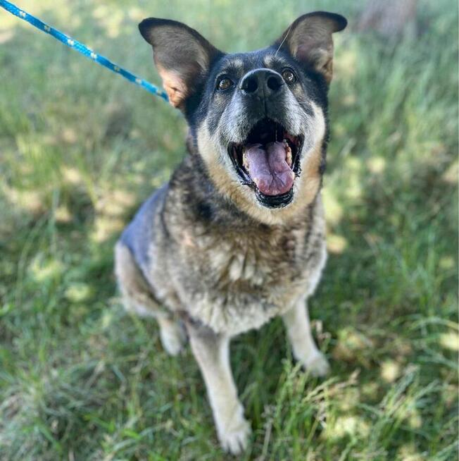 Brenda-duza suczka szuka domu z ogrodem-adopcja