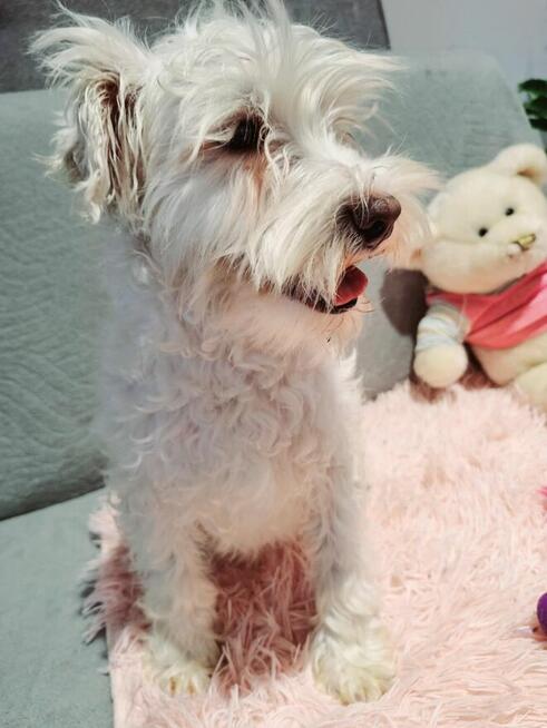 Sznaucer miniaturowy pieprz i sól i białe - pieski