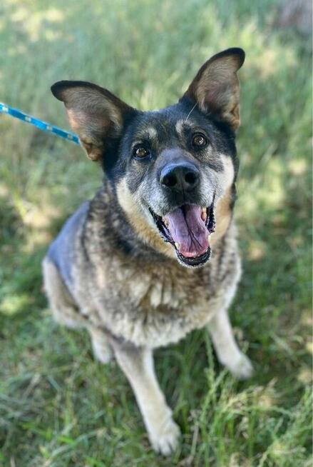 Brenda-duza suczka szuka domu z ogrodem-adopcja