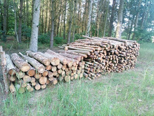 Sprzedam drzewo samowyrób sosnowe