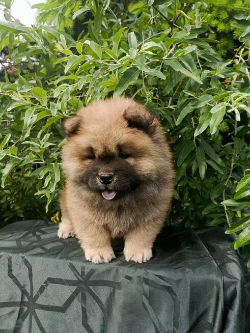 Wzorcowe Chow Chow piękny extrrier rodzice FCI