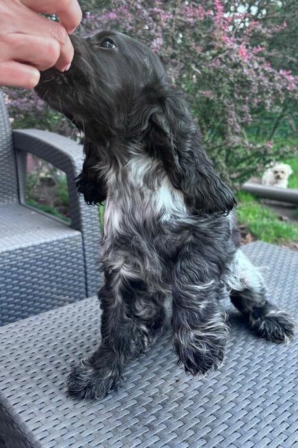 Cocker spaniel angielski