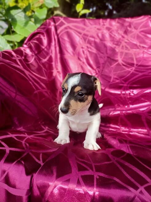 Jack Russell terrier tricolor gładki piękny exterrier rodzic