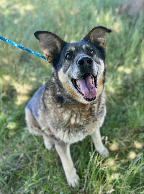 Brenda-duza suczka szuka domu z ogrodem-adopcja