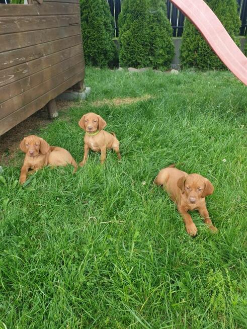 Wyżeł Węgierski Krótkowłosy szczeniaki Wyżły