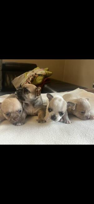 Chihuahua miniaturka