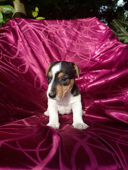 Jack Russell terrier tricolor gładki piękny exterrier rodzic