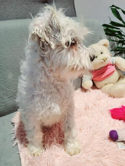 Sznaucer miniaturowy pieprz i sól i białe - pieski