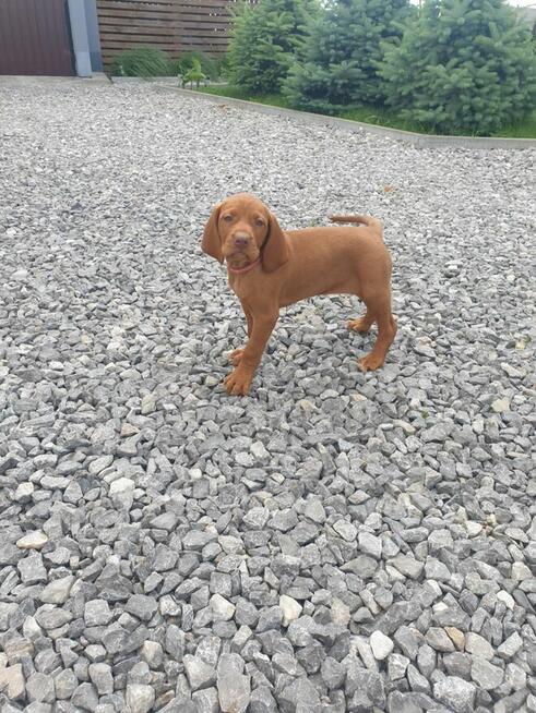 Wyżeł Węgierski Krótkowłosy szczeniaki Wyżły