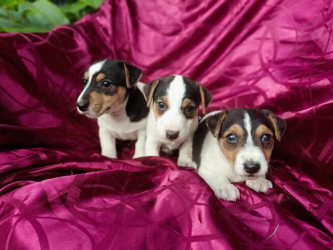 Jack Russell terrier tricolor gładki piękny exterrier rodzic