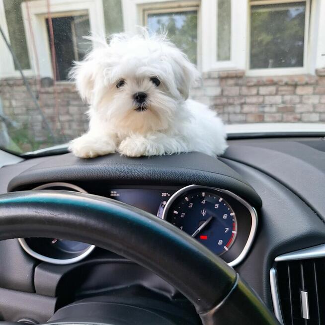 Maltaniczyki koreańskie