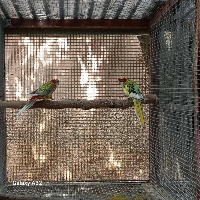 Rozelle białolice szeki 2 pary