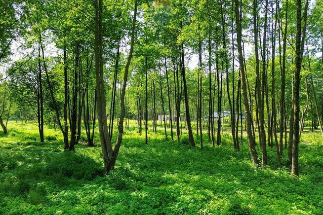 Działka Budowlana 1996 m2 Bieganów gm. Jaktorów