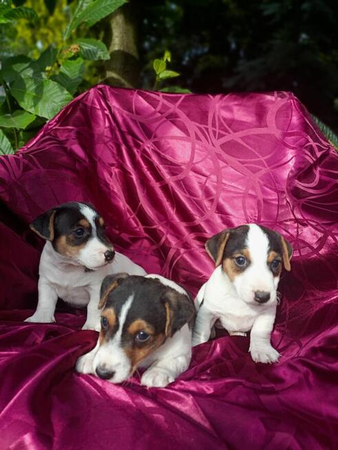 Jack Russell terrier tricolor gładki piękny exterrier rodzic