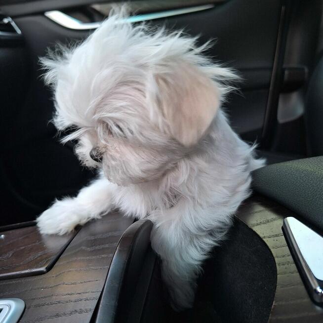 Maltaniczyki koreańskie