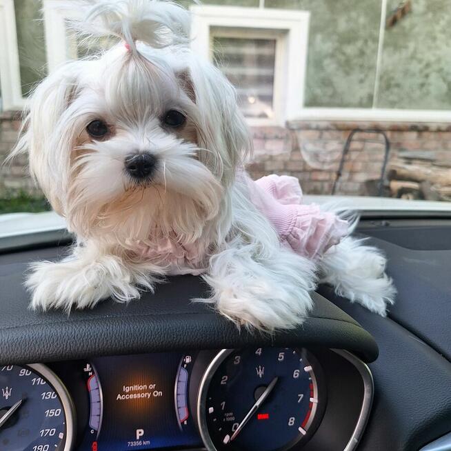 Maltaniczyki koreańskie